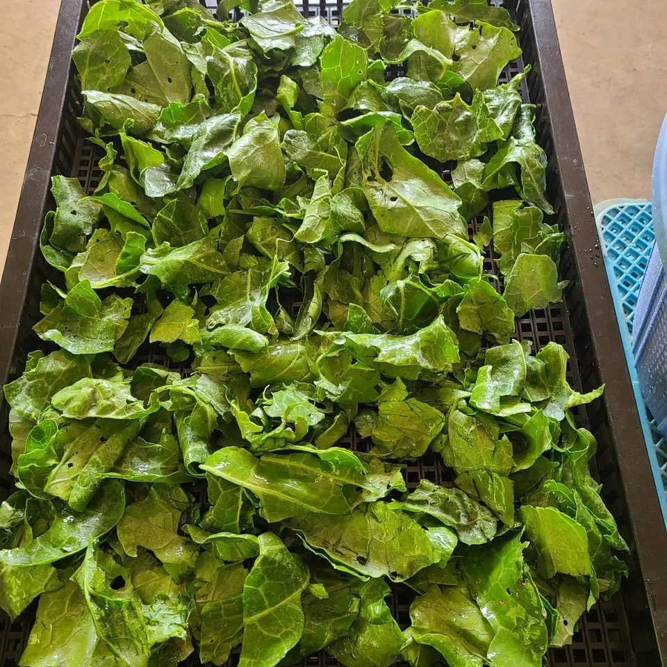 ケールパウダー βカロテンを届けるこだわり栽培のケールをそのまま粉末に 茨城県産（栽培期間中農薬・化学肥料・除草剤・防虫剤不使用）