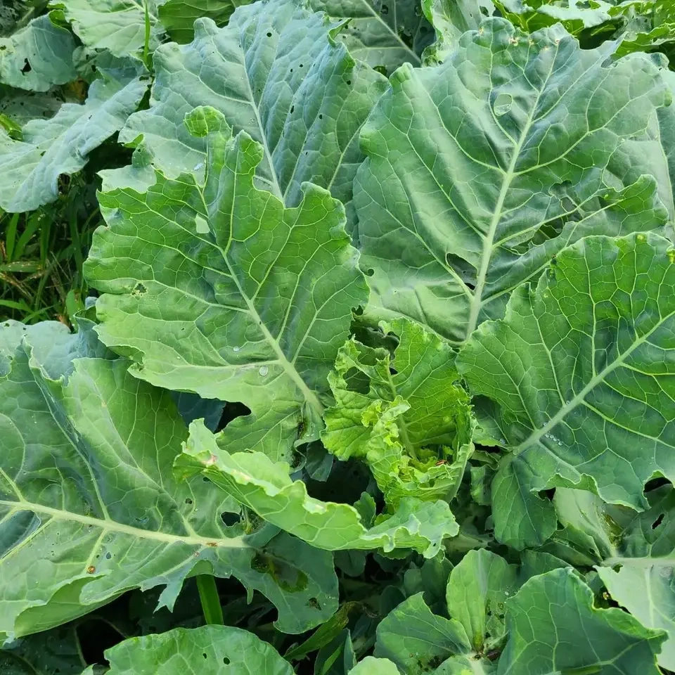 ケール×ビーツ 野菜パウダー 2種お試しセット 30g×2 茨城県産(栽培期間中農薬・化学肥料・除草剤・防虫剤不使用)