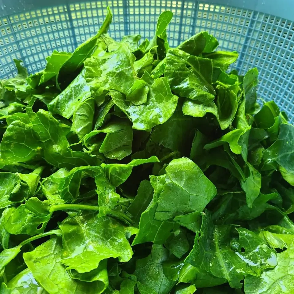 ケール×ビーツ 野菜パウダー 2種お試しセット 30g×2 茨城県産(栽培期間中農薬・化学肥料・除草剤・防虫剤不使用)