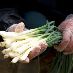 無農薬たまねぎ・ねぎ｜産地直送｜たべるとくらすと - たべるとくらすと