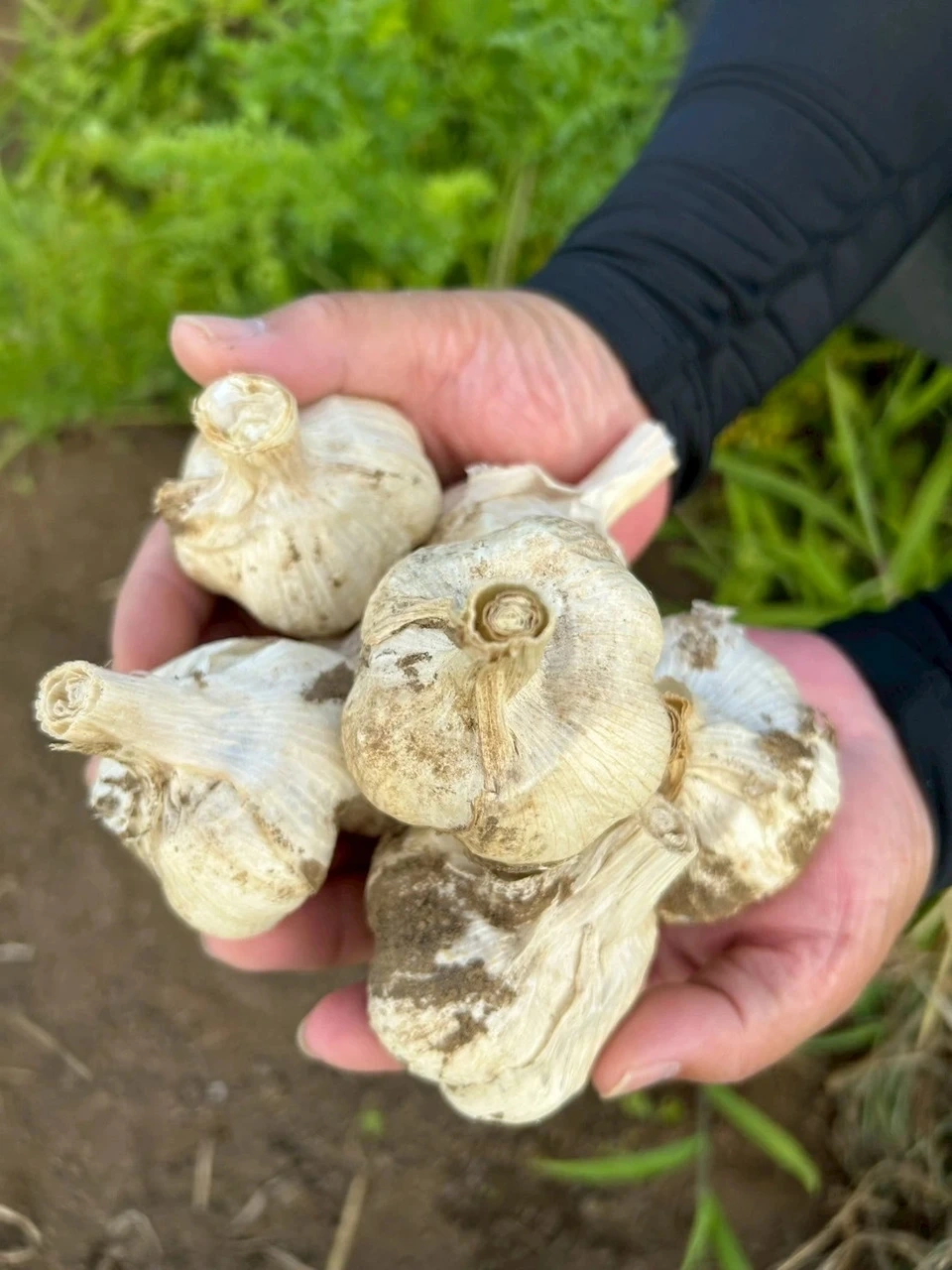 無農薬にんにく｜自然栽培・産地直送｜たべるとくらすと - たべると