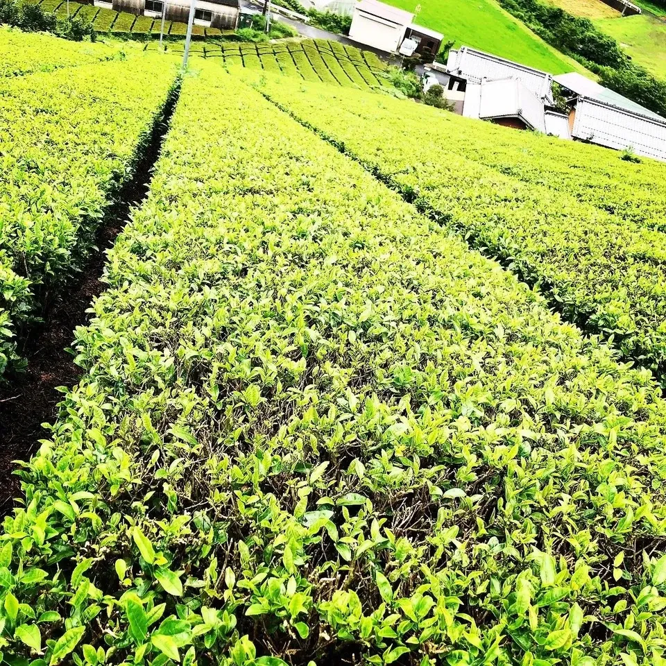 からだ想いセット。お茶漬け & 大和茶(粉末)ギフト