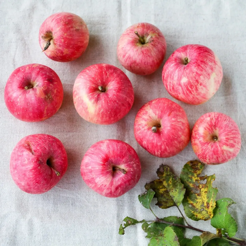 青森県弘前市・自然栽培＜リンゴ＞農薬不使用・無肥料 杉山自然栽培