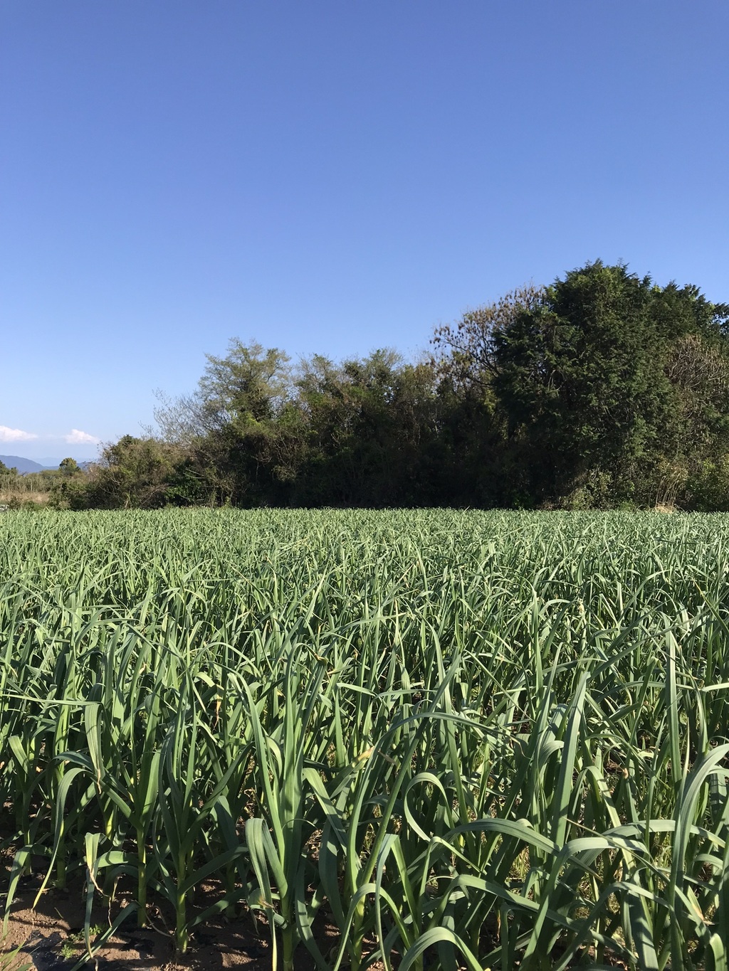 2026年 にんにく 農薬・化学肥料・除草剤・動物性堆肥不使 鈴木