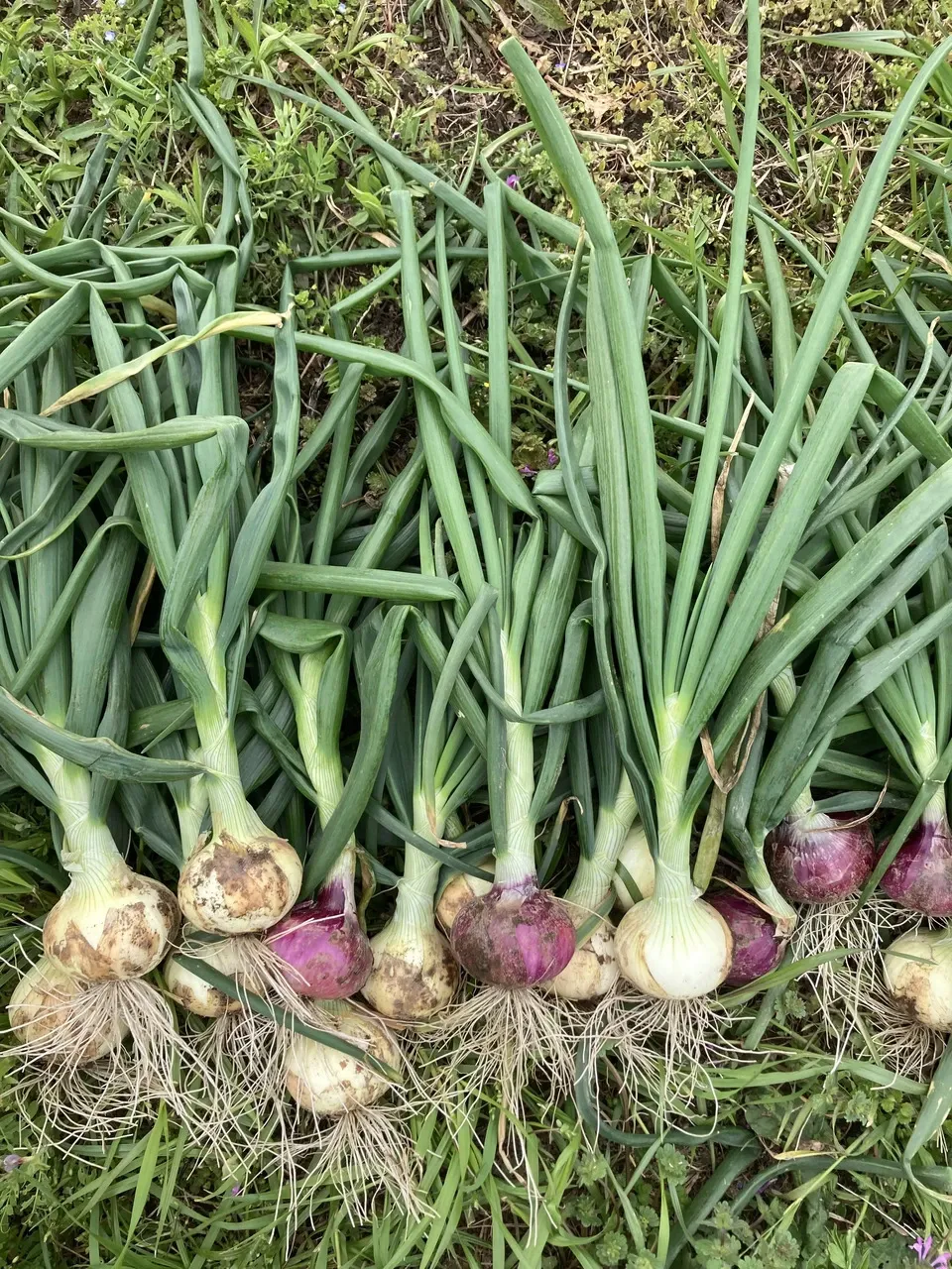 農薬・化学肥料・除草剤・動物性堆肥不使用・ 新玉ねぎ（固定種） 鈴木