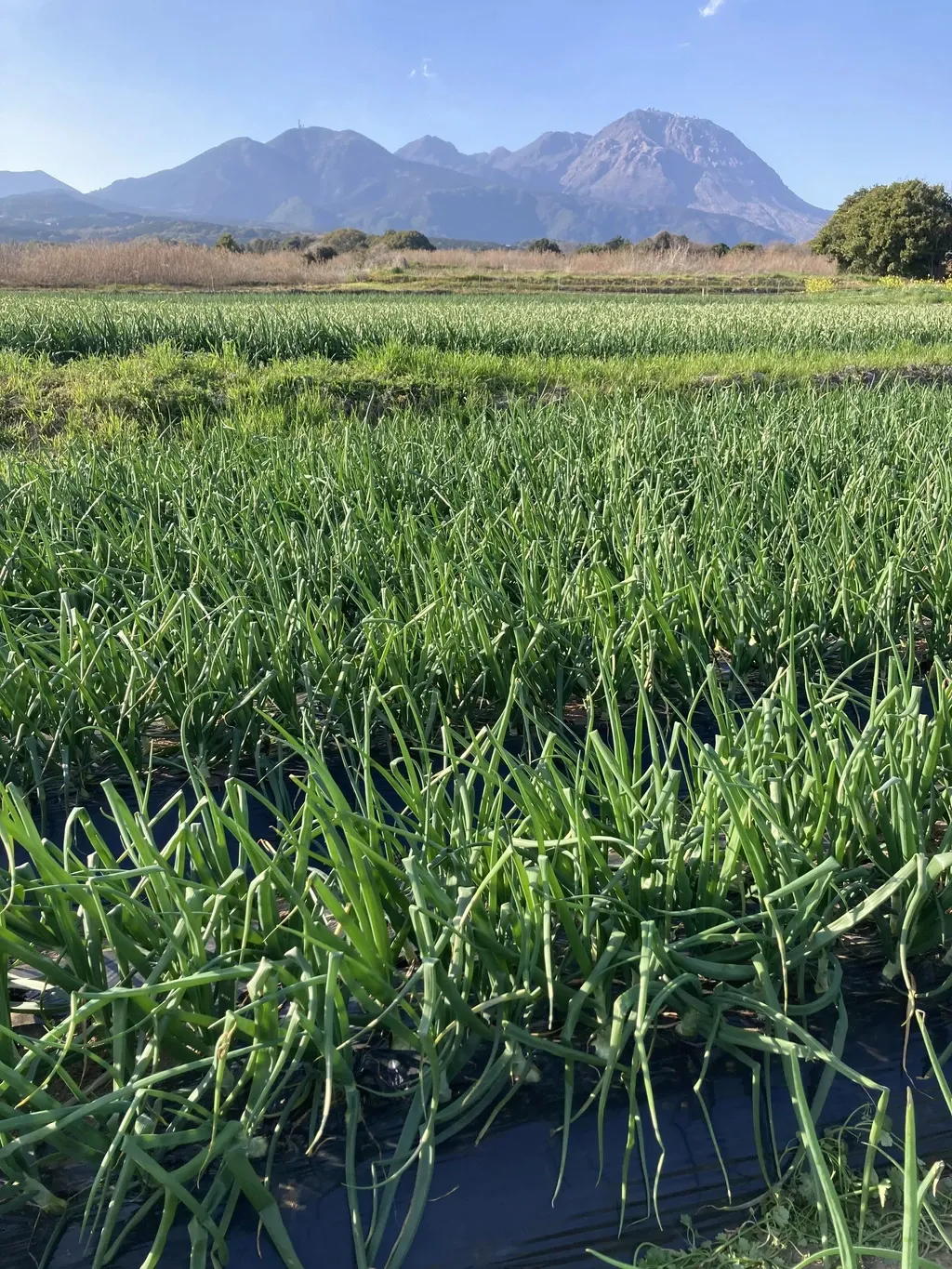 農薬・化学肥料・除草剤・動物性堆肥不使用・ 玉ねぎ（固定種） 鈴木