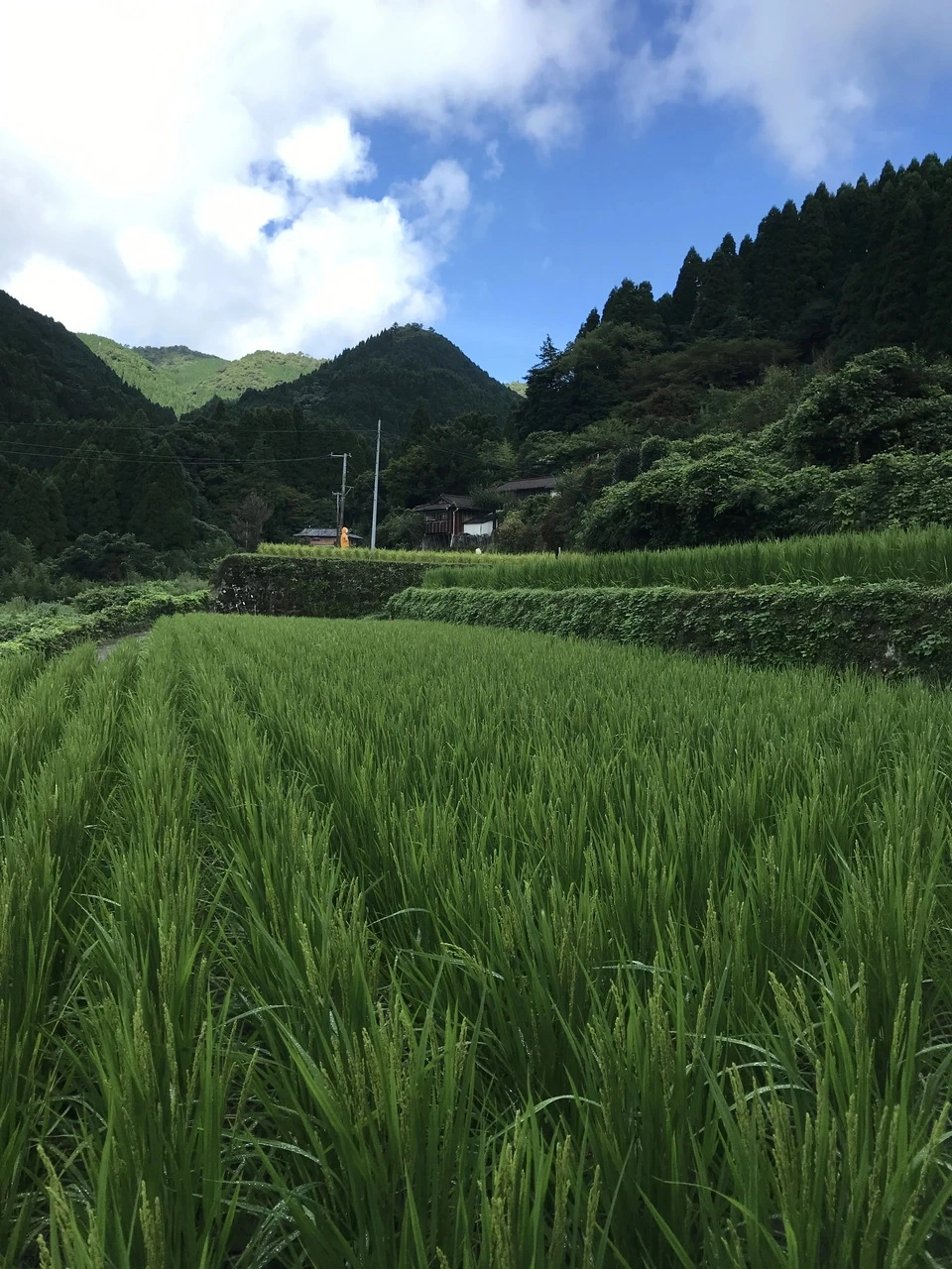 にんにく塩麹