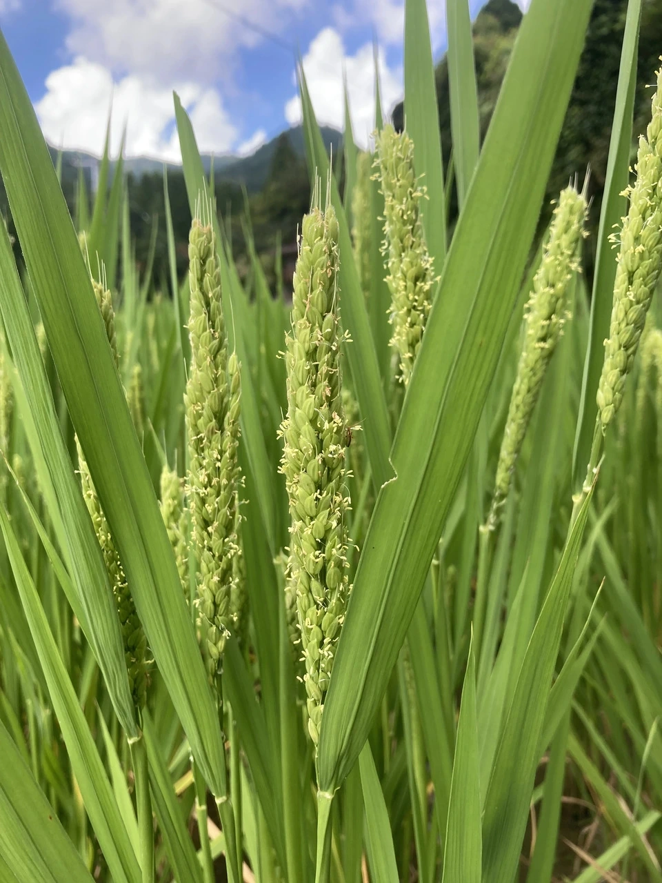 にんにく塩麹