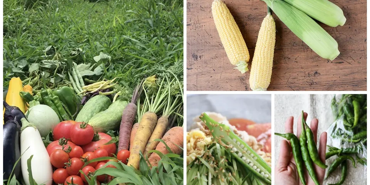 皮まで安心、まるごと食べる夏野菜特集｜無農薬・化学肥料不使用