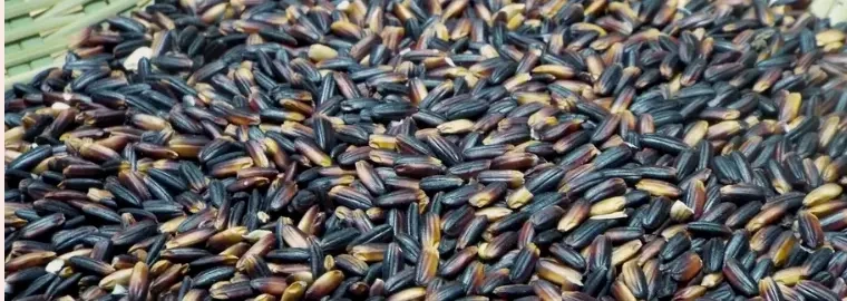 古代米 通販｜無農薬の赤米・黒米・緑米を農家直送 - たべるとくらすと