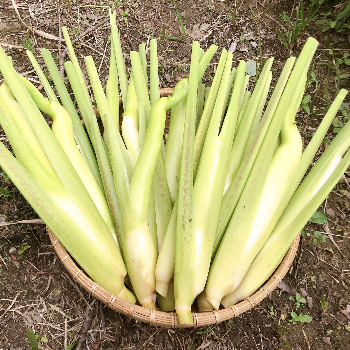 無農薬マコモダケ｜希少野菜を産地直送｜たべるとくらすと - たべると