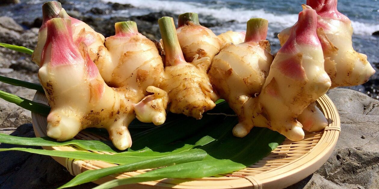 tamayuranohikari 囲い生姜 10kg 農薬肥料不使用 生姜商品一覧 | 無添加・無農薬の食品ネット通販 - たべるとくらすと