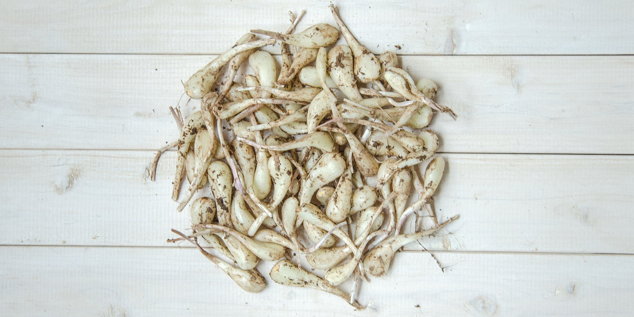 【希少・新鮮！】熊本県産 2年ものらっきょう 10kg 農薬を使わず栽培しました 希少・新鮮！】熊本県産 2年ものらっきょう 10kg 農薬を使わず
