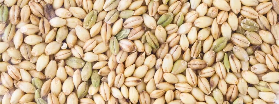無農薬もち麦・押し麦・はと麦｜国産・農家直送 - たべるとくらすと