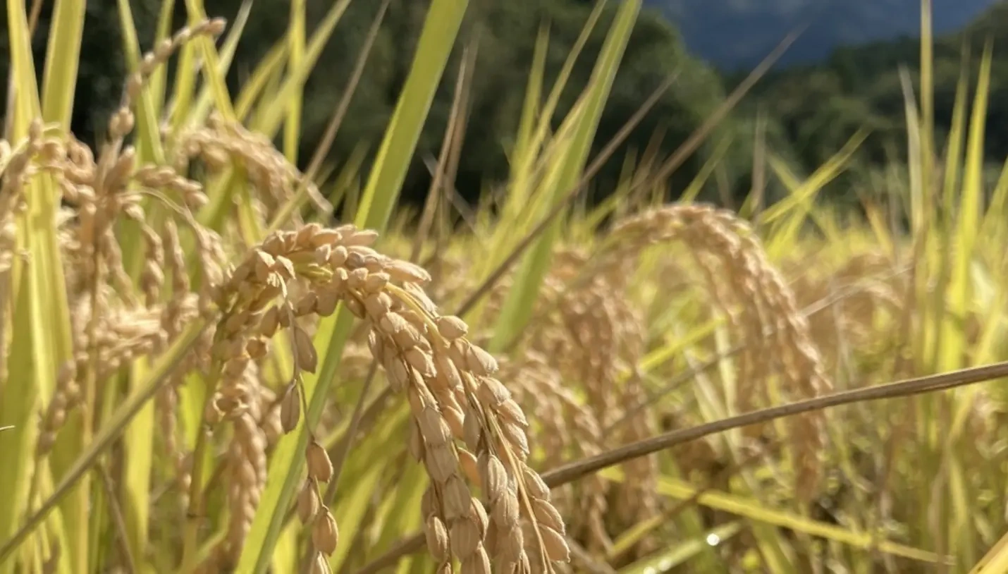 無農薬にこまる｜農家直送・大粒もちもち - たべるとくらすと
