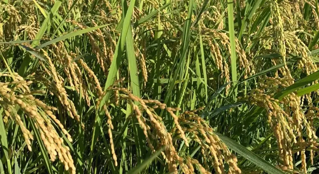 無農薬イセヒカリ｜農家直送・力強い味わい - たべるとくらすと