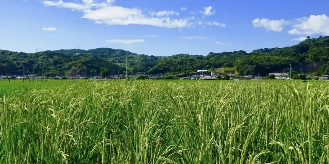 うーちゃん　ササニシキ20 無農薬ササニシキ｜農家直送・さっぱり上品 - たべるとくらすと