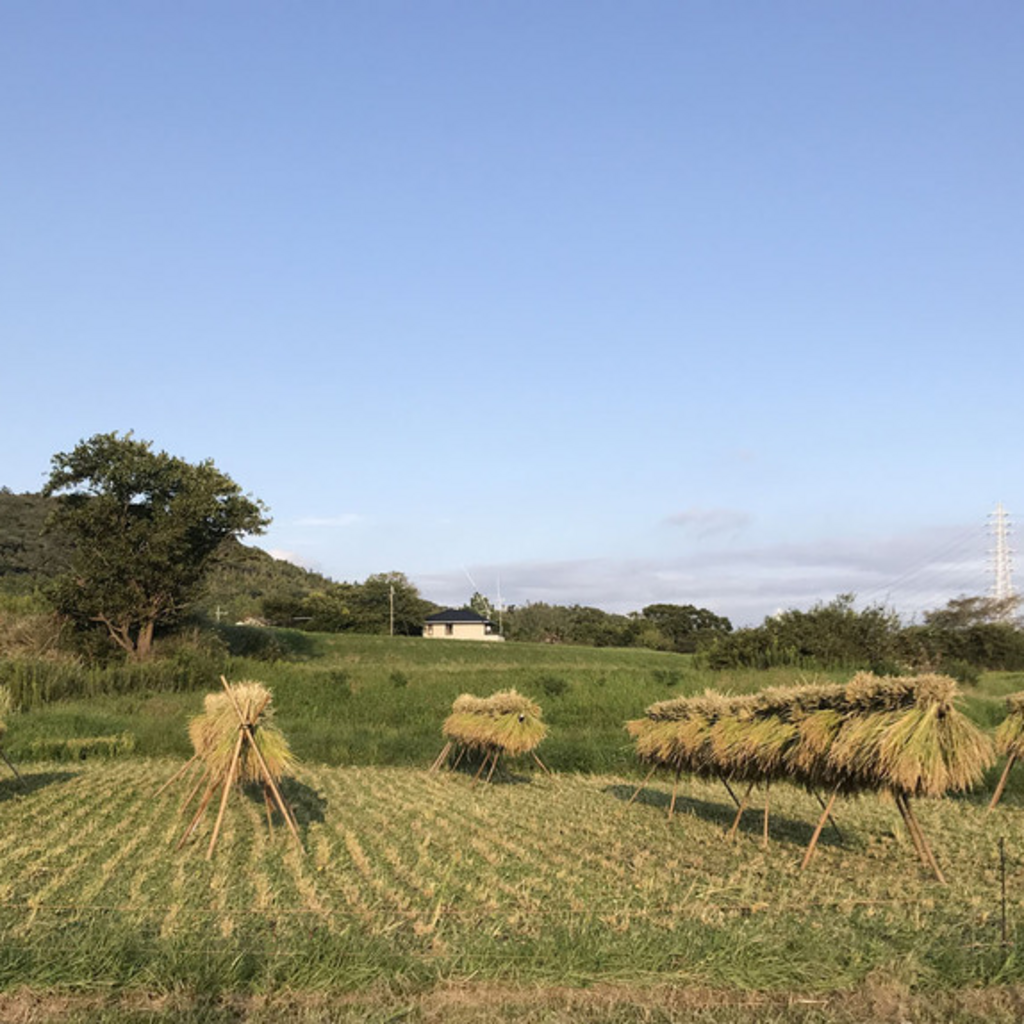 お米とお餅の画像