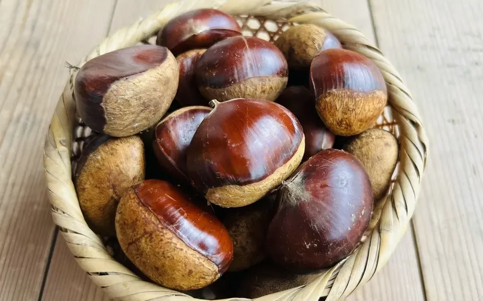 農家が栽培 採れたて！！ 梅10キロ 梅の実 無農薬栽培 注文後に収穫