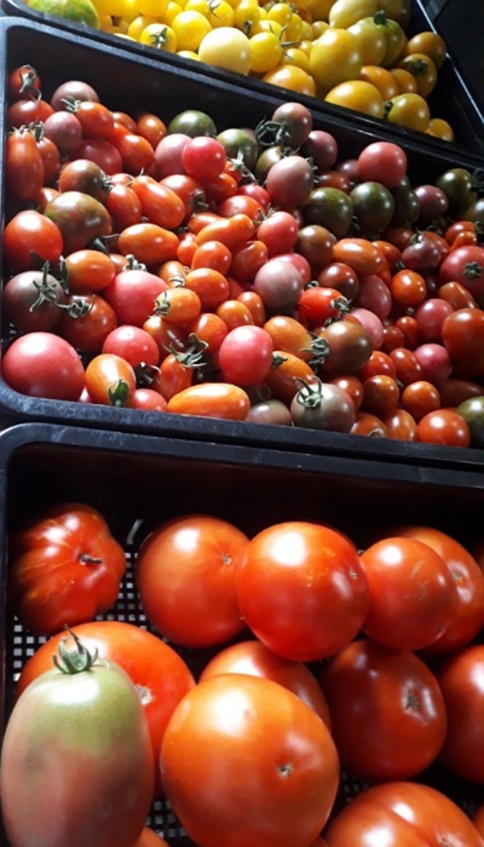 2025終了》無農薬とまといろいろ 種to菜園 (長野県産) トマト