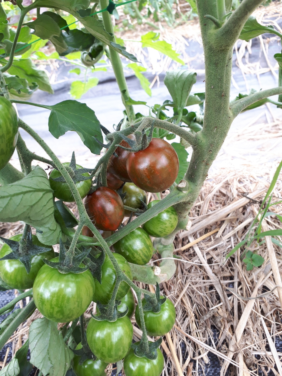 シーム トップメイト 5,000個 新品未開封　農具費　トマト栽培 シーム トップメイト 5,000個 新品未開封 農具費 トマト栽培