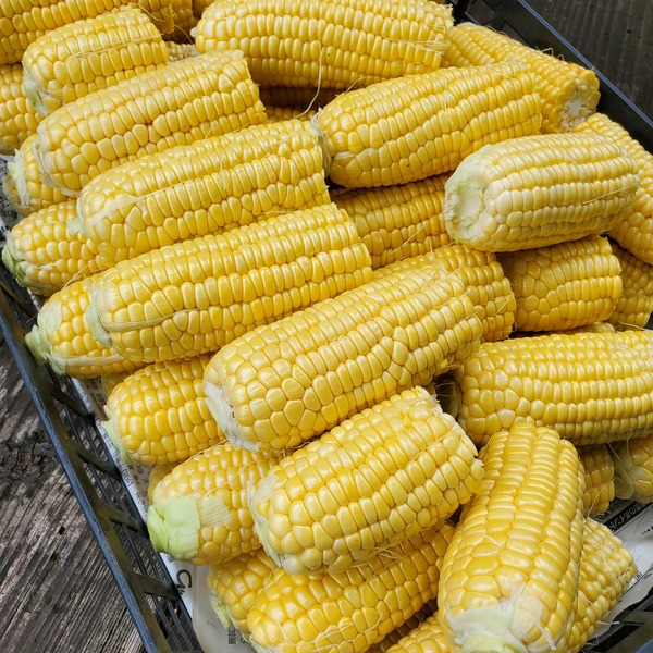 皮むきトウモロコシ 約4.5Kg