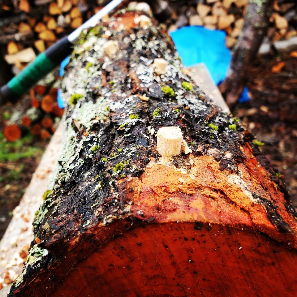 原木栽培のナメコ（収穫量によりお待たせする場合があります。） 種to