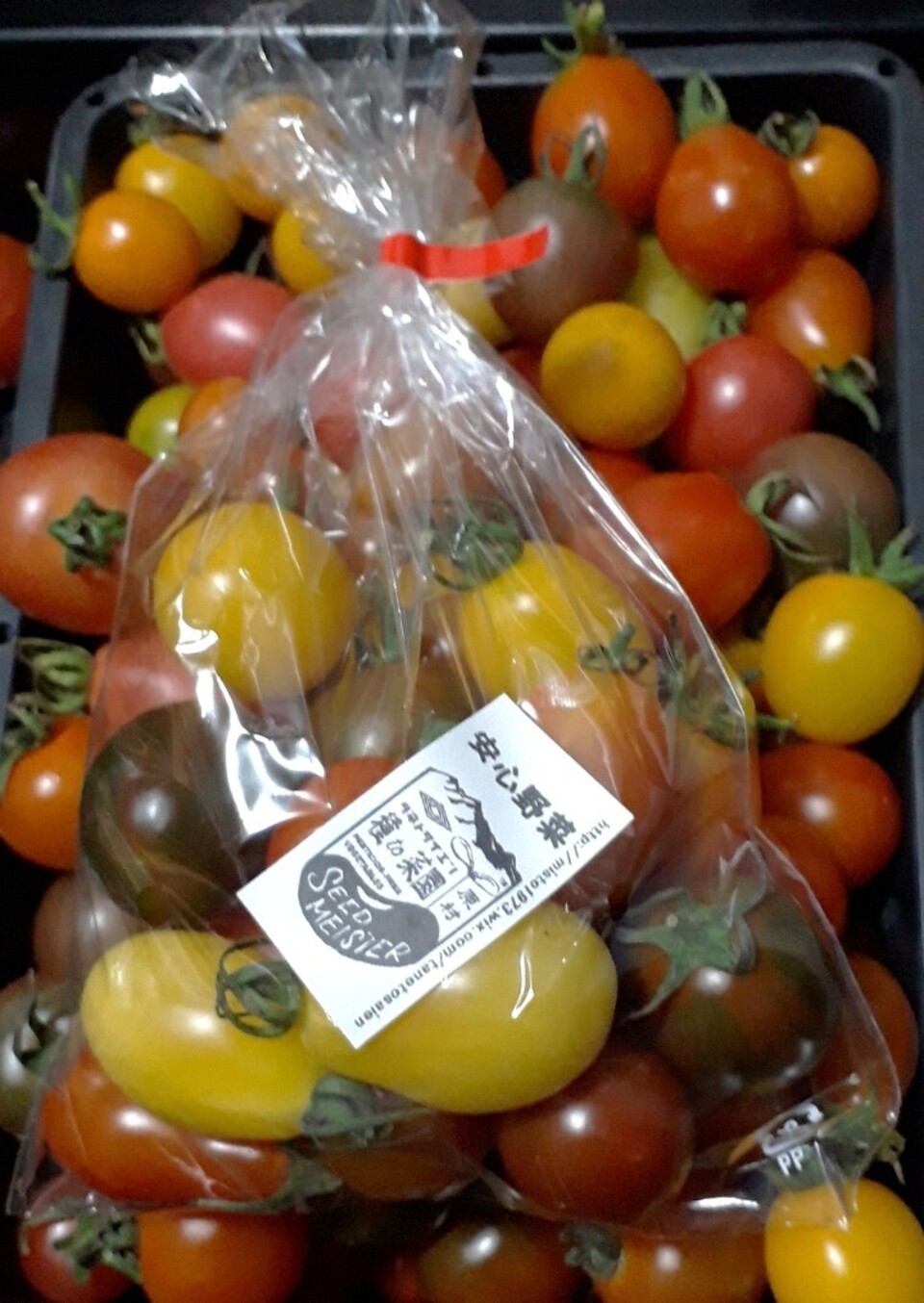 2025終了》無農薬とまといろいろ 種to菜園 (長野県産) トマト