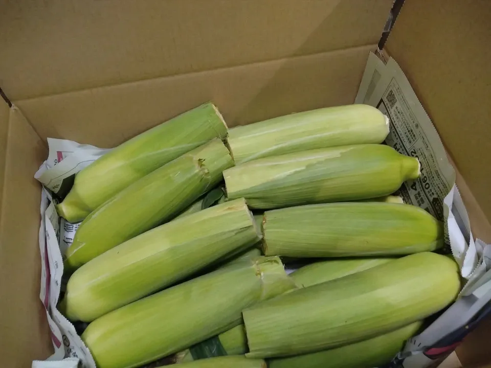 無農薬 朝採りトウモロコシ