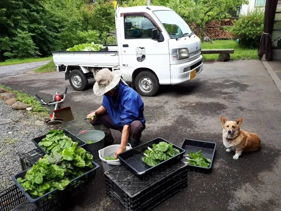 シードマイスターが作る無農薬季節の変わり野菜セット
