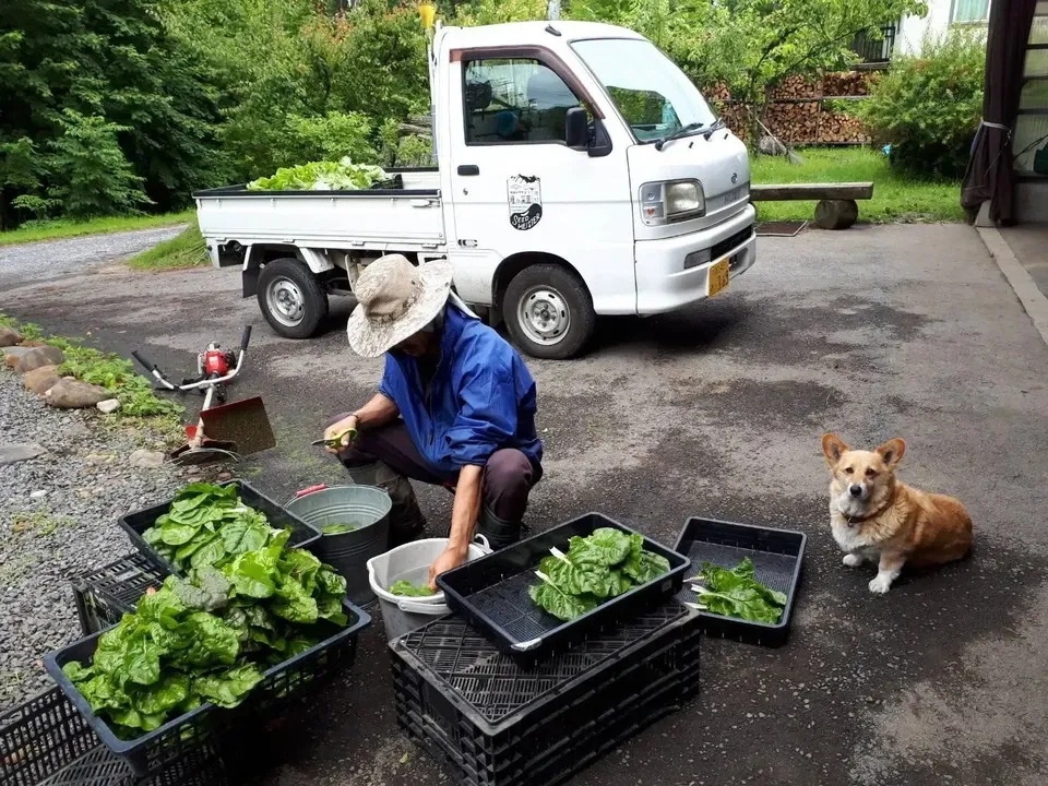 2025終了》無農薬 朝採りトウモロコシ 種to菜園 (長野県産