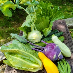 種to菜園　シーズン初めの無農薬野菜セット のレビュー