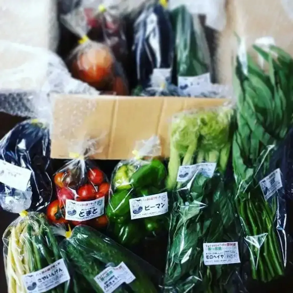 【定期購入】 シードマイスターが作る無農薬季節の野菜セット