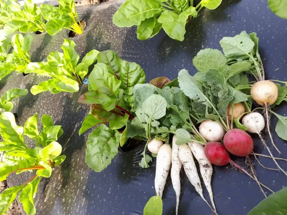 【定期購入】 シードマイスターが作る無農薬季節の野菜セット