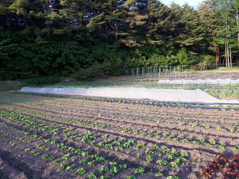 【定期購入】 シードマイスターが作る無農薬季節の野菜セット