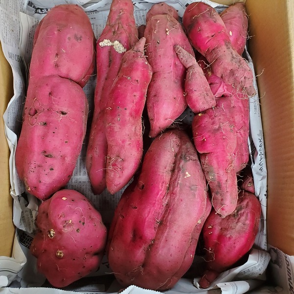 紅さつま 20キロ 農薬不使用 _600x600_1696832119.jpg