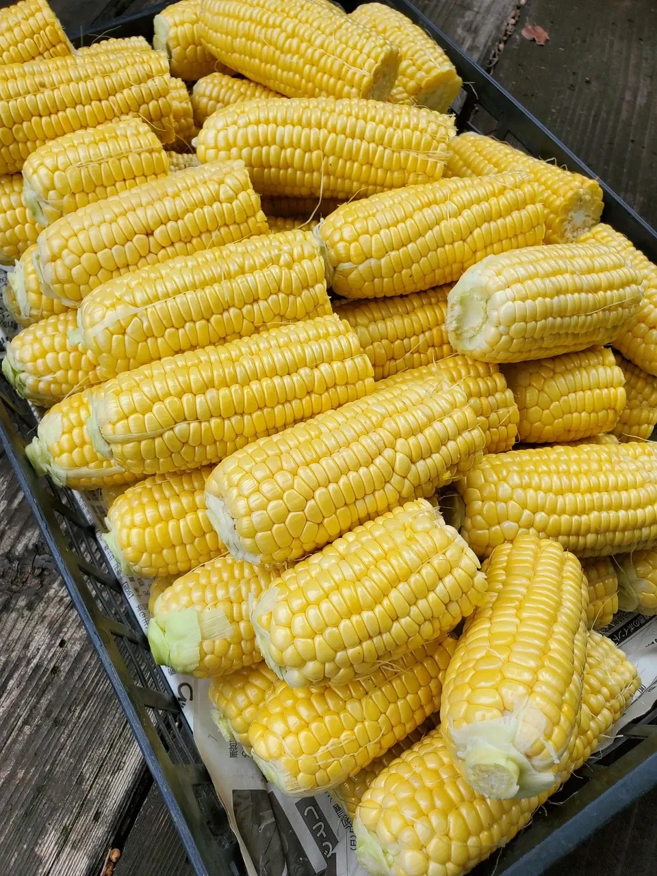 無農薬 朝採り皮むきトウモロコシ（約4.5Kg） 種to菜園 (長野県