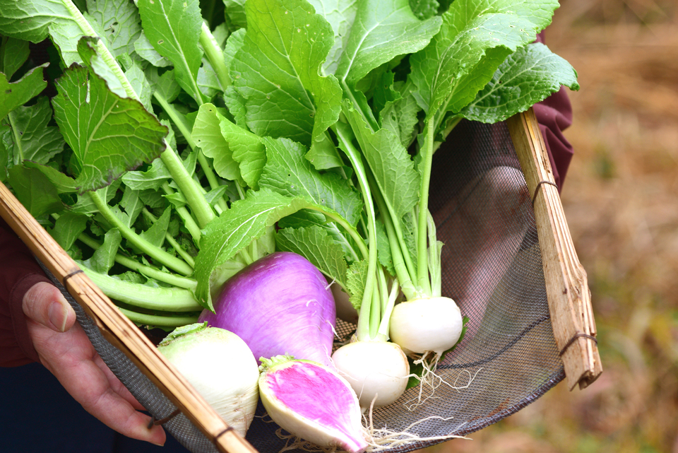 草の堆肥と雨水だけの自然農法で育てた旬の固定種野菜セット【農薬不使用・無肥料】