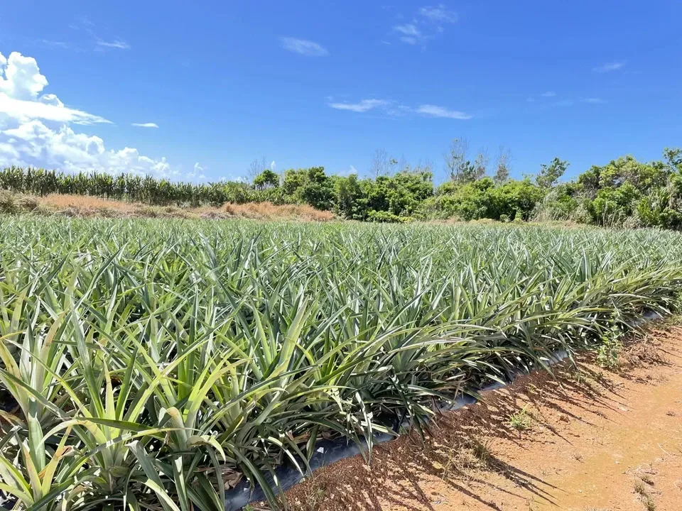 贈答用］有機JAS認証圃場で栽培〈沖縄県産ハワイ種・島パイン〉甘くて