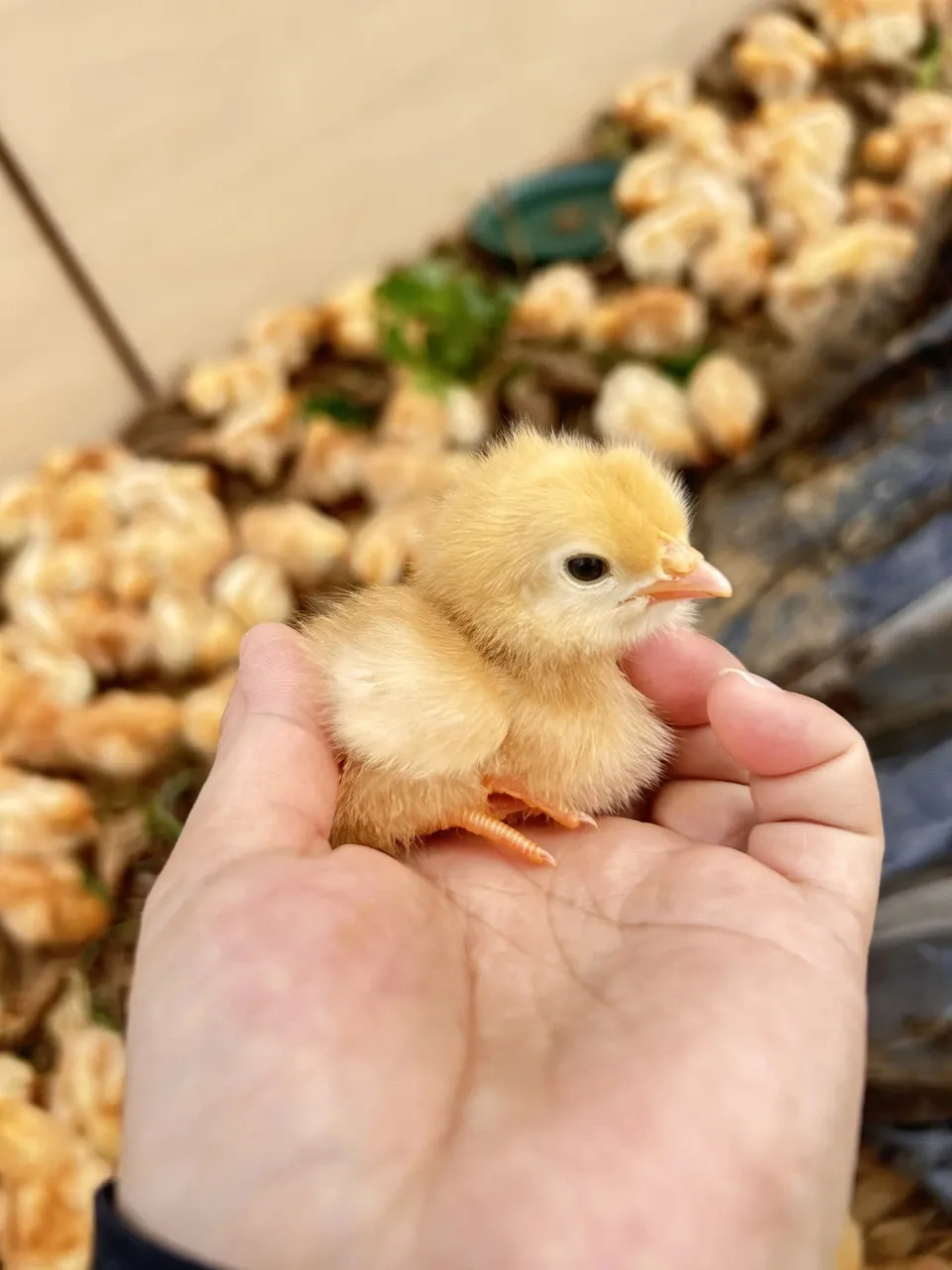 放牧卵/パイナップルのために育てた卵/自家製発酵飼料でヒヨコから育てました