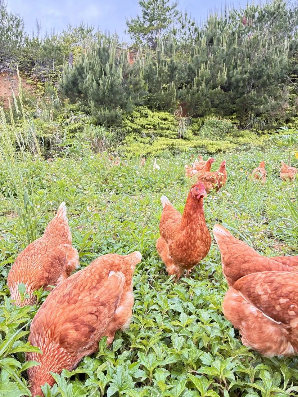 放牧卵/パイナップルのために育てた卵/自家製発酵飼料でヒヨコから育てました