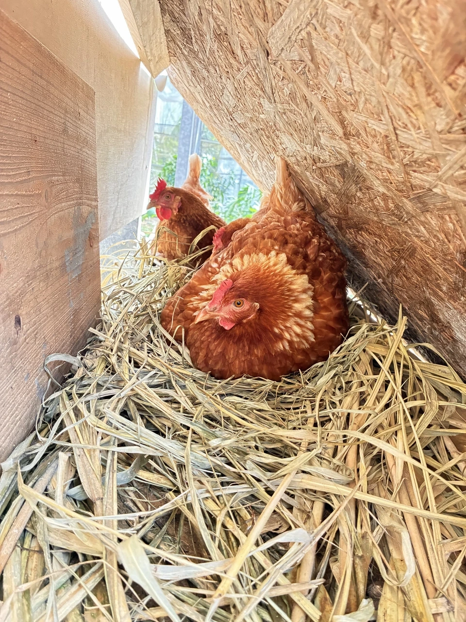 放牧卵/パイナップルのために育てた卵/自家製発酵飼料でヒヨコから育てました