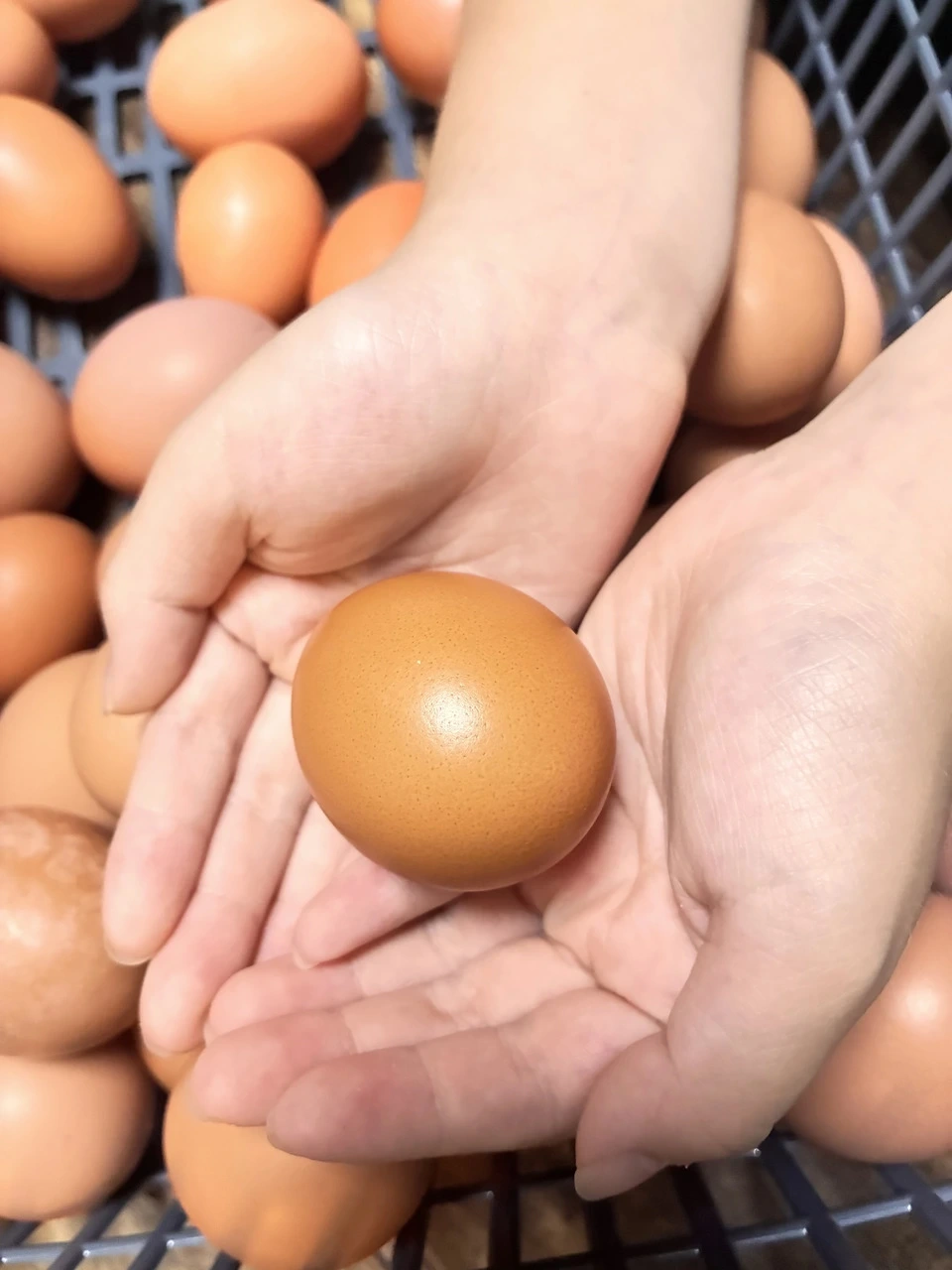放牧卵/パイナップルのために育てた卵/自家製発酵飼料でヒヨコから育てました