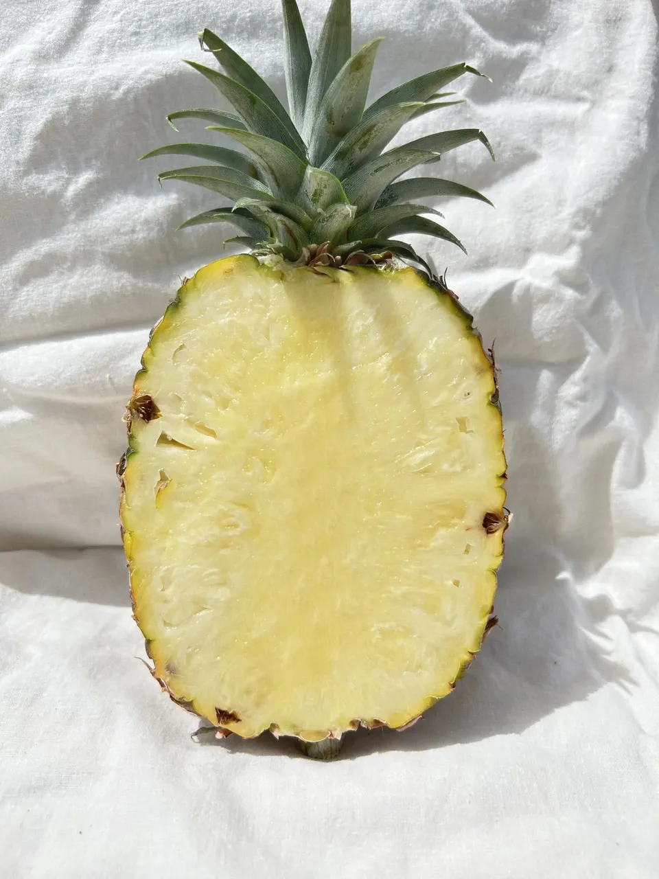 贈答用］有機JAS認証圃場で栽培〈沖縄県産ハワイ種・島パイン〉甘くて