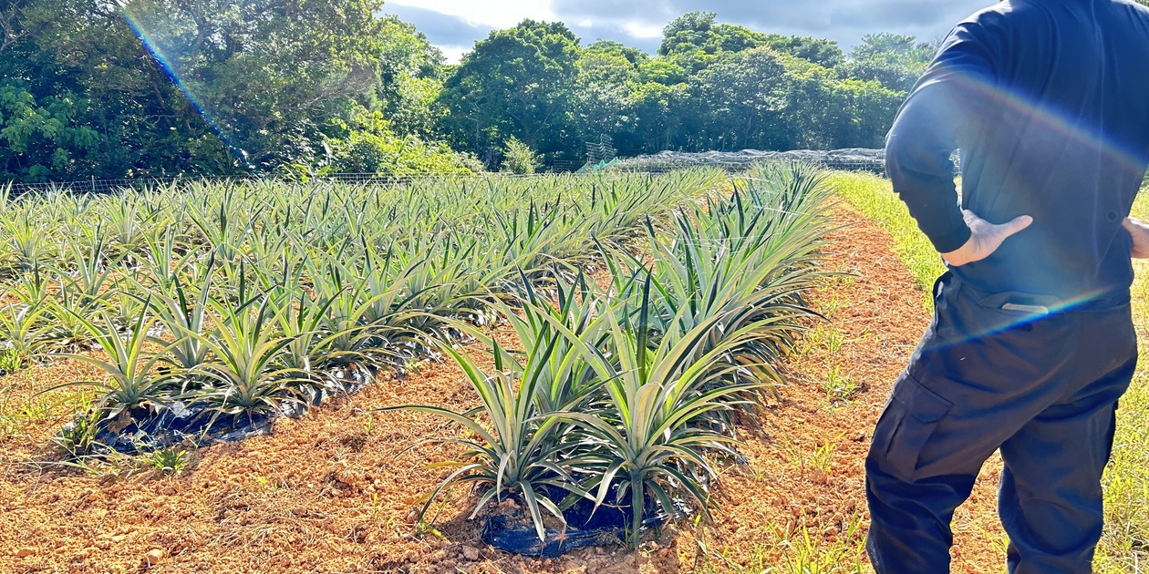 パイナップル畑の草管理 | お知らせ - たべるとくらすと