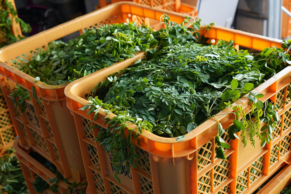 無農薬・無化学肥料栽培＜毎日のモリンガ緑茶＞知覧茶製法・無添加・朝摘み
