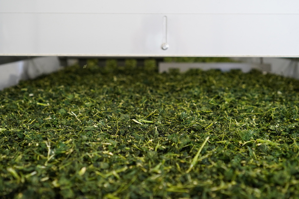 無農薬・無化学肥料栽培＜毎日のモリンガ緑茶＞知覧茶製法・無添加・朝摘み