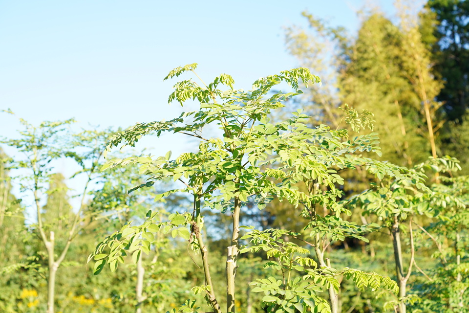 無農薬・無化学肥料栽培＜毎日のモリンガ緑茶＞知覧茶製法・無添加・朝摘み