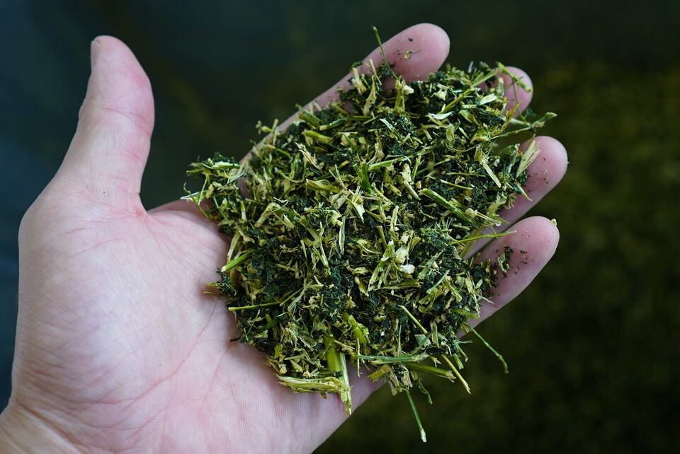 無農薬・無化学肥料栽培＜毎日のモリンガ緑茶＞知覧茶製法・無添加・朝摘み