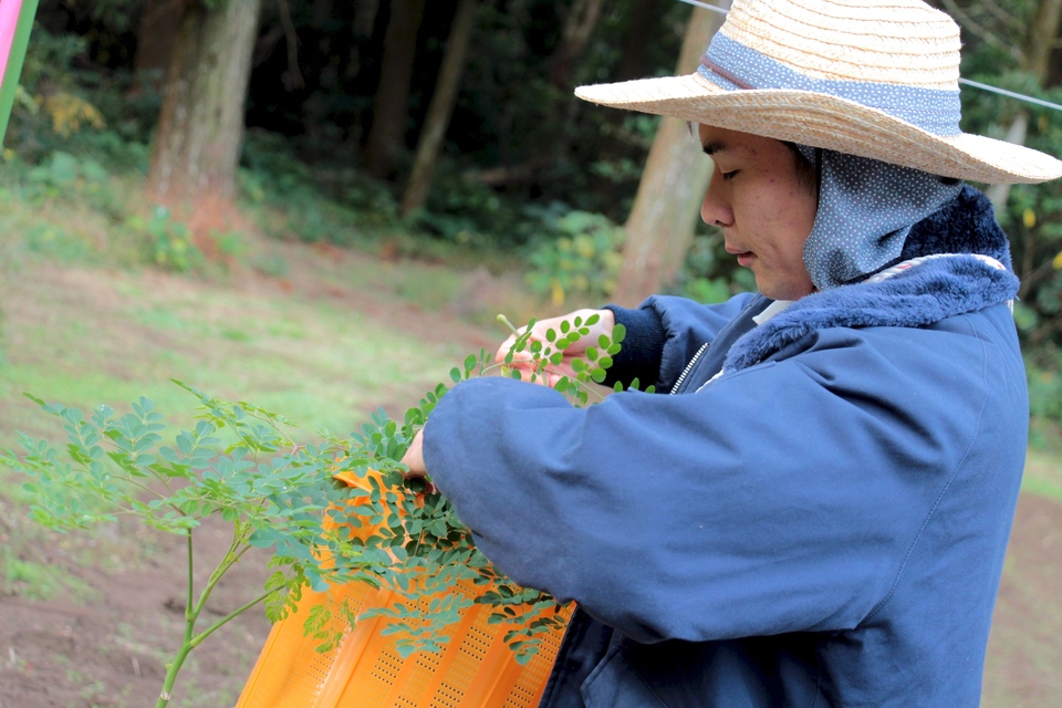 無農薬・無化学肥料栽培＜毎日のモリンガ緑茶＞知覧茶製法・無添加・朝摘み